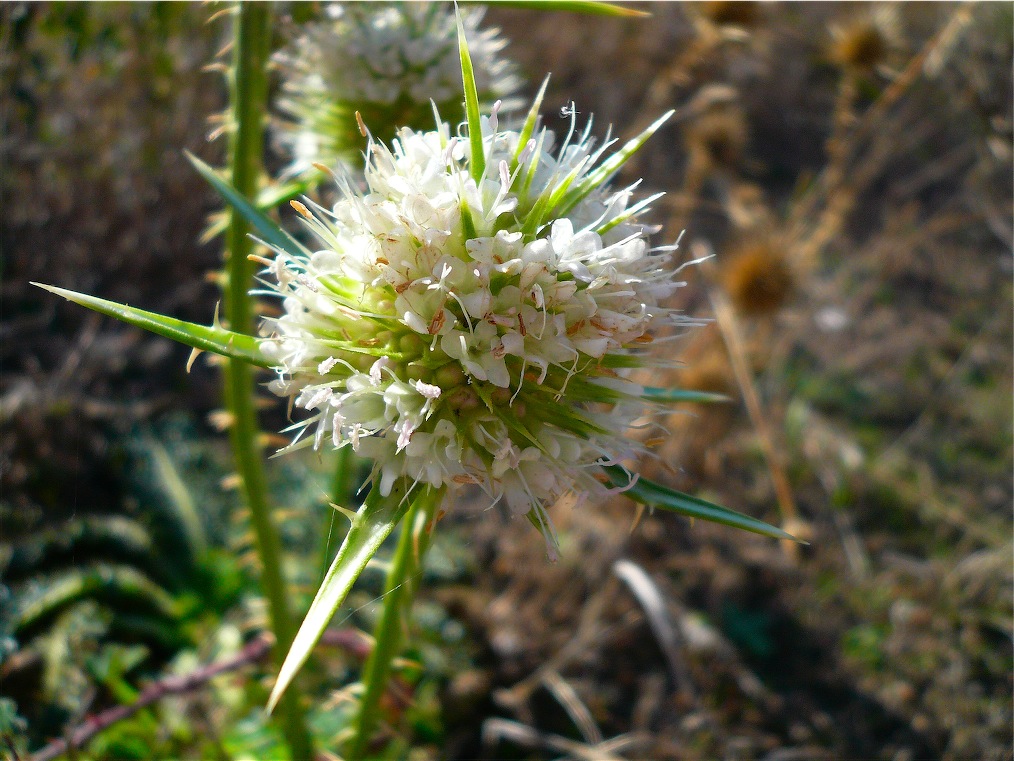 Dipsacus ferox / Scardaccione spinosissimo